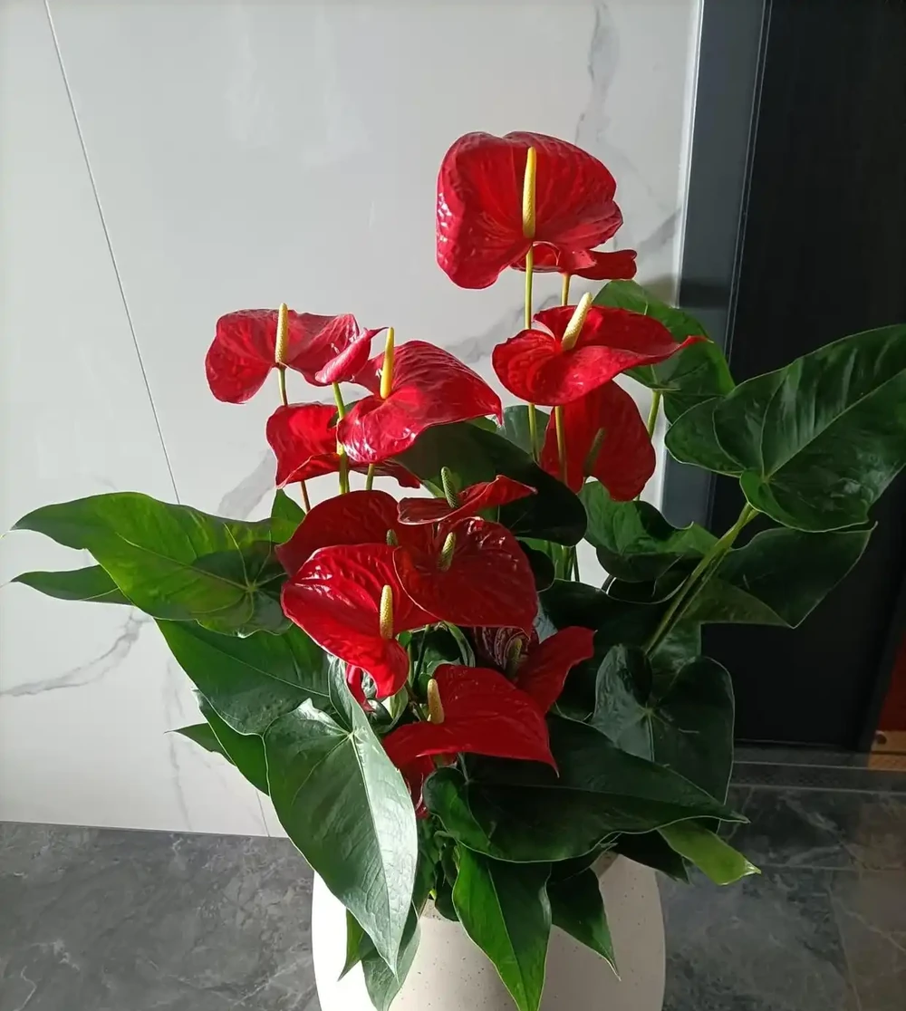 最適合陽臺養的十種花,不怕悶、不怕陰,越陰越開花,一開小半年
