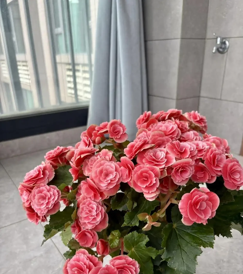 最適合陽臺養的十種花,不怕悶、不怕陰,越陰越開花,一開小半年