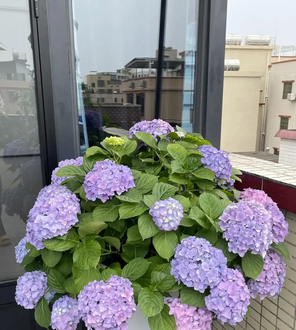 最適合陽臺養的十種花,不怕悶、不怕陰,越陰越開花,一開小半年