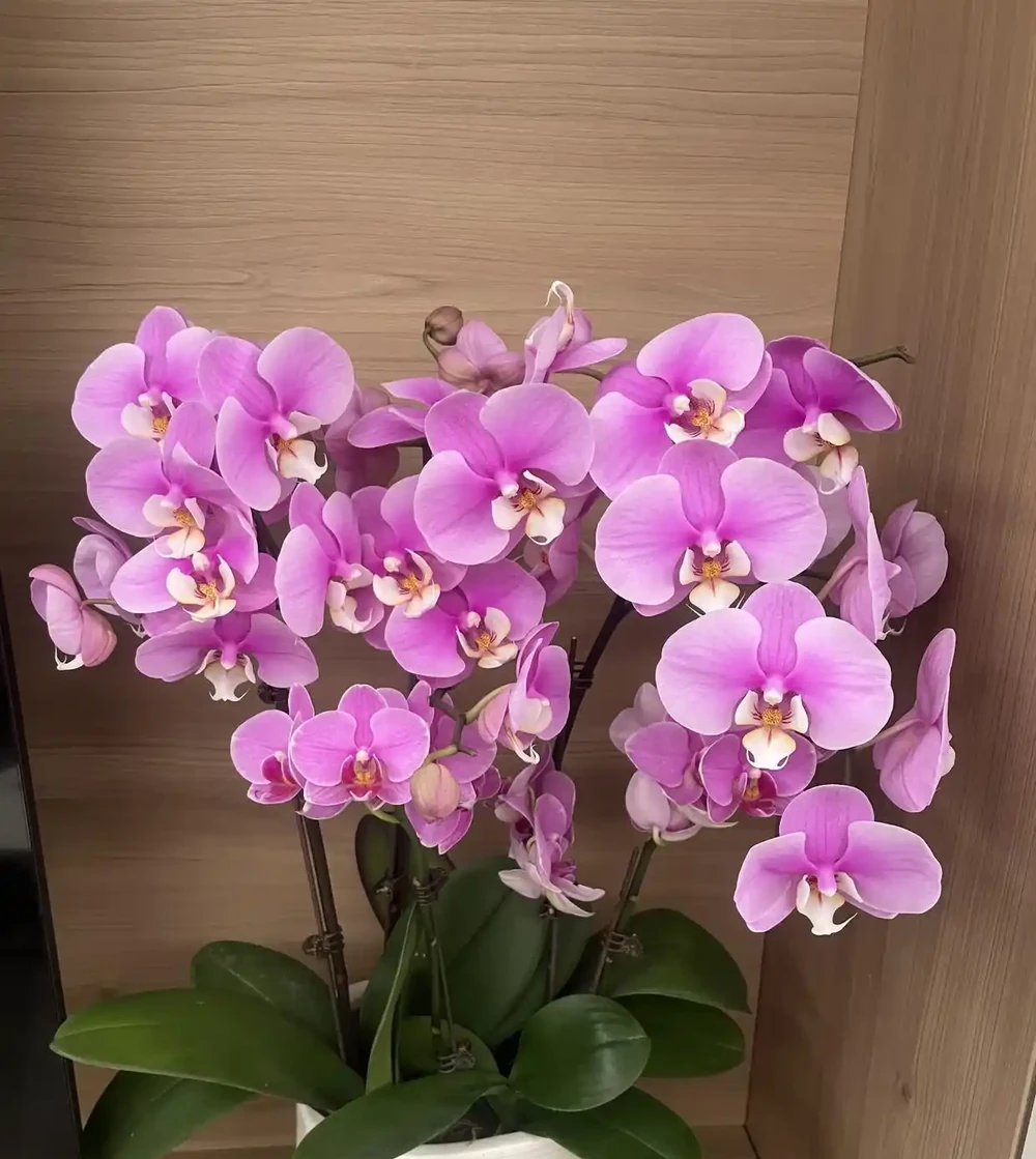 最適合陽臺養的十種花,不怕悶、不怕陰,越陰越開花,一開小半年