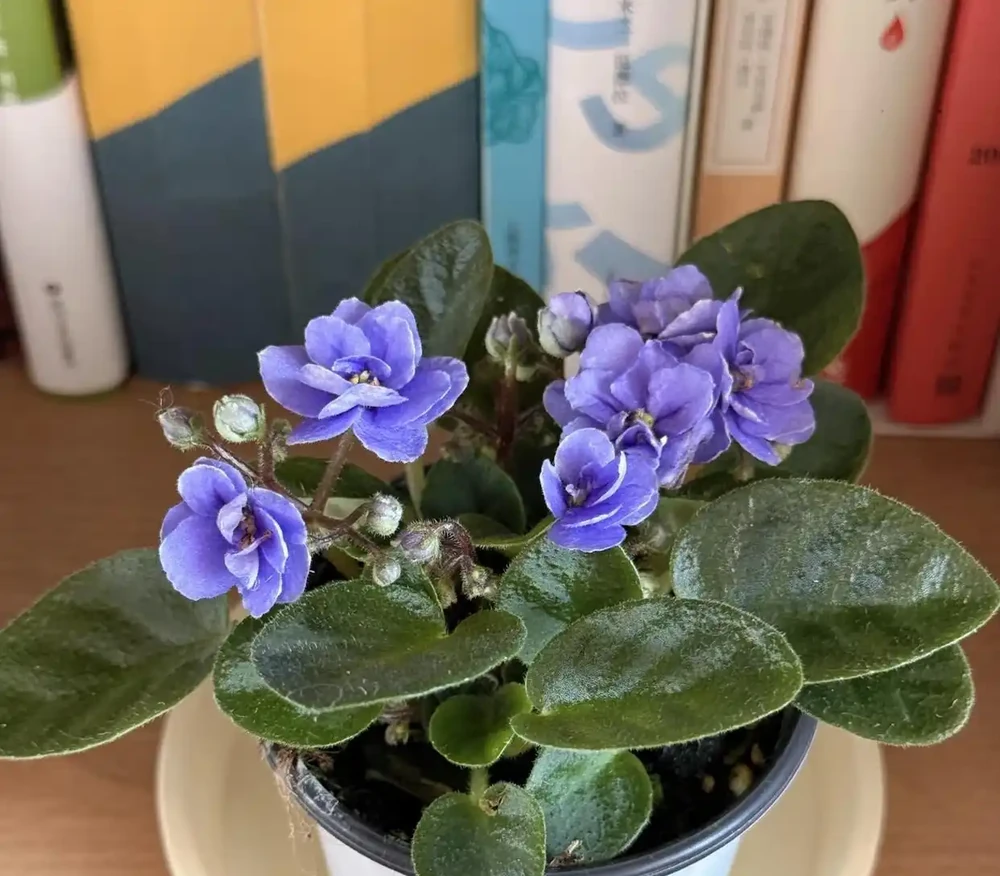 最適合陽臺養的十種花,不怕悶、不怕陰,越陰越開花,一開小半年