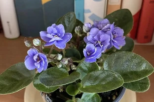 最適合陽臺養的十種花，不怕悶、不怕陰，越陰越開花，一開小半年