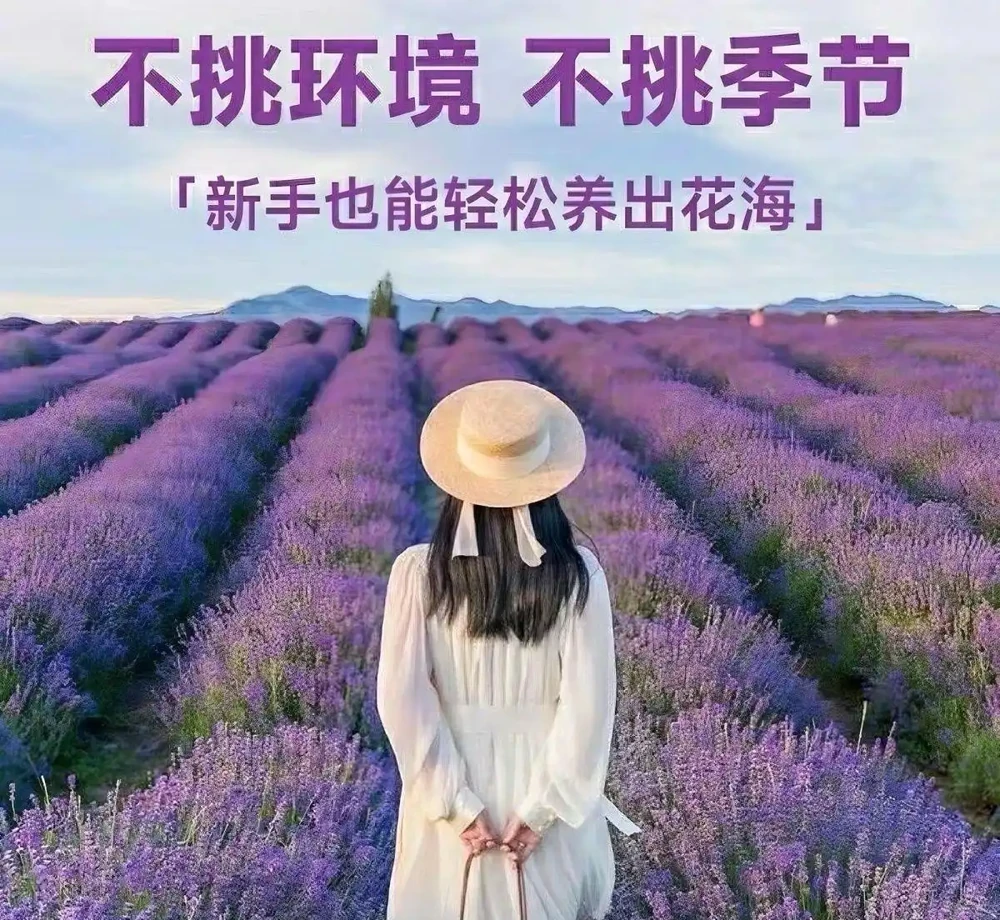 為什麼地植是養花人的最終歸宿?從葵花到君影草,十大最適合地植的花讓新手也能打造爆花花園