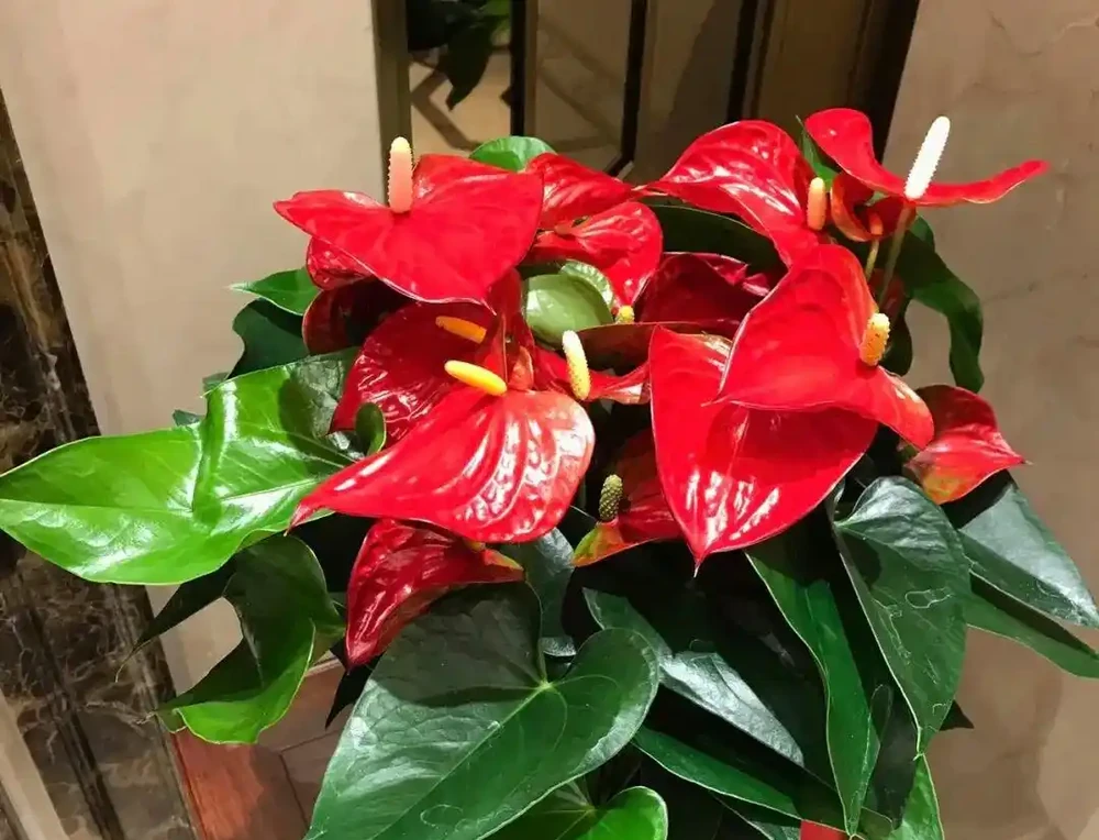 廁所養上5種花,臭味異味吸光光,衛生間也乾淨漂亮