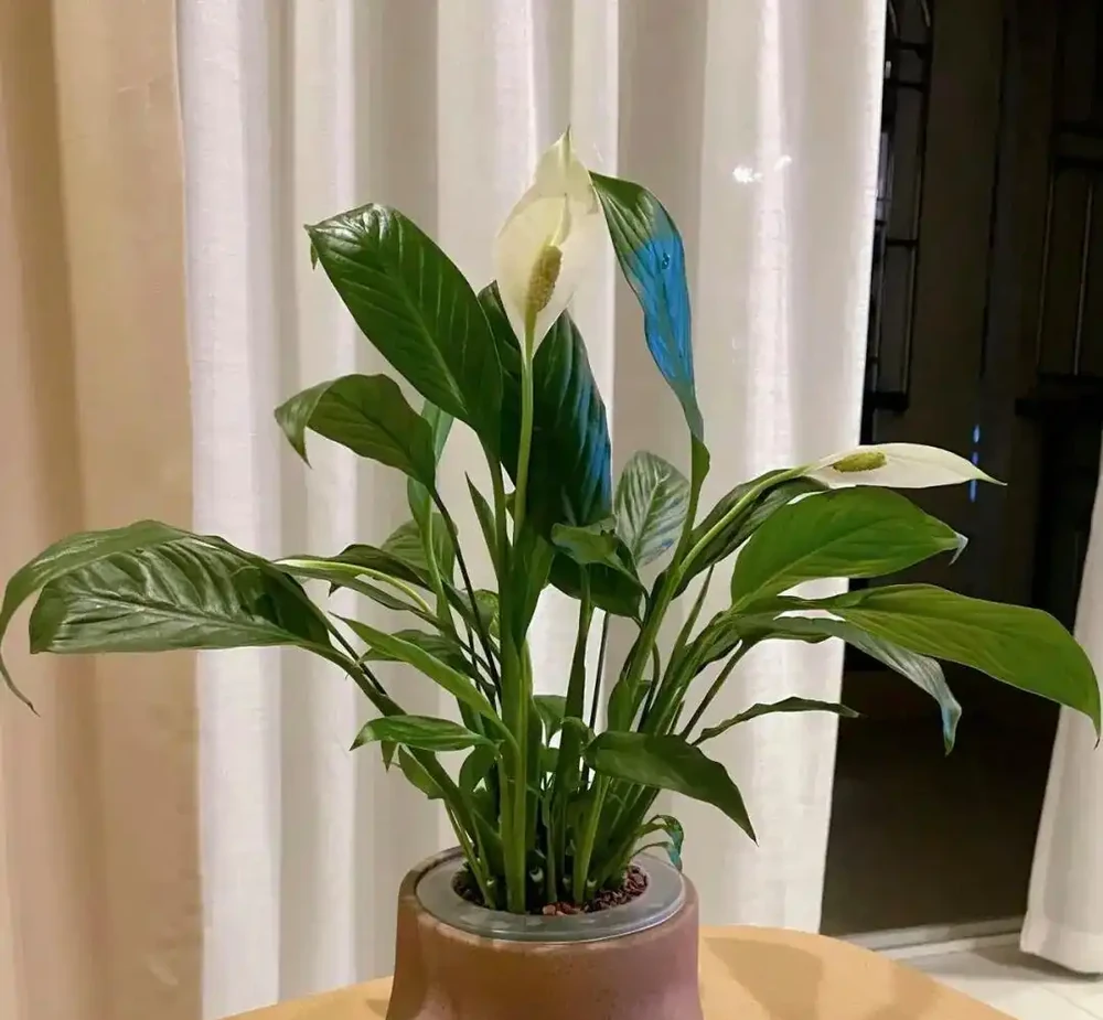 廁所養上5種花,臭味異味吸光光,衛生間也乾淨漂亮