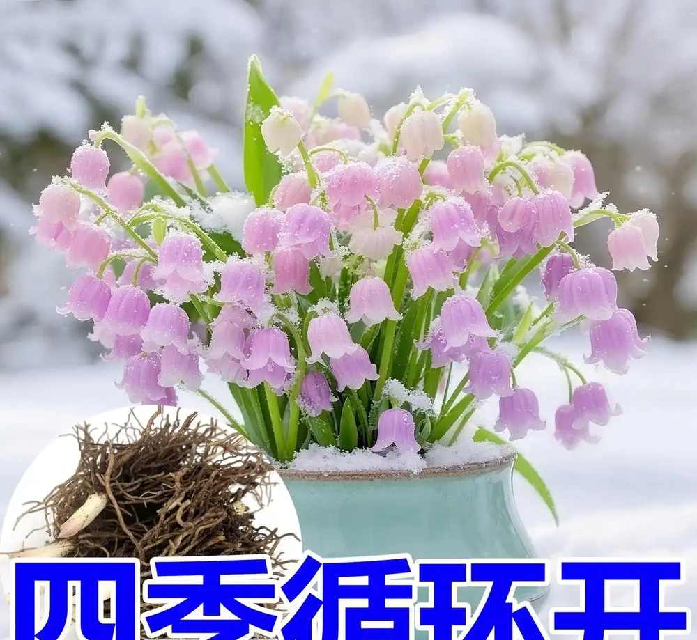為什麼地植是養花人的最終歸宿?從葵花到君影草,十大最適合地植的花讓新手也能打造爆花花園