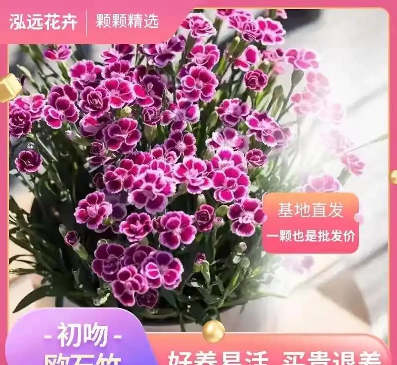 為什麼地植是養花人的最終歸宿?從葵花到君影草,十大最適合地植的花讓新手也能打造爆花花園