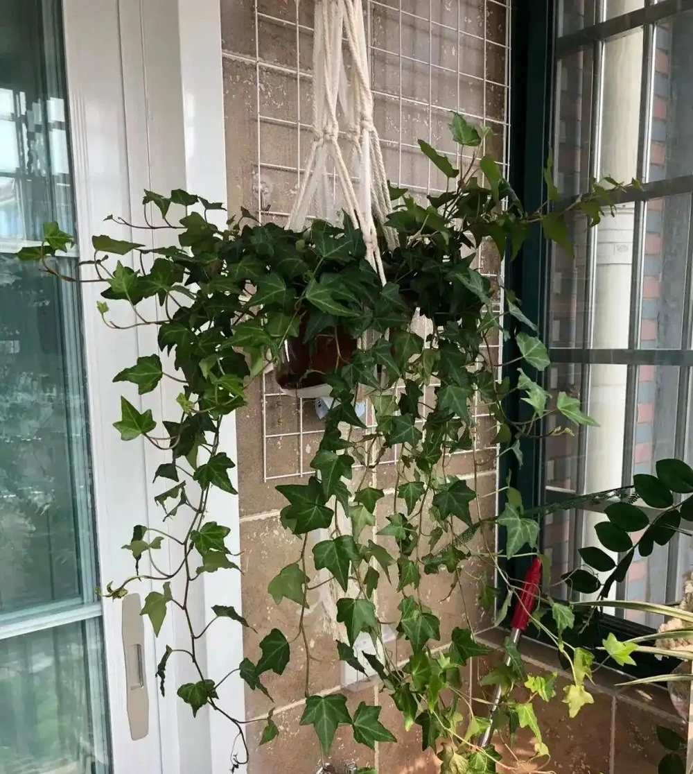 廁所養上5種花,臭味異味吸光光,衛生間也乾淨漂亮