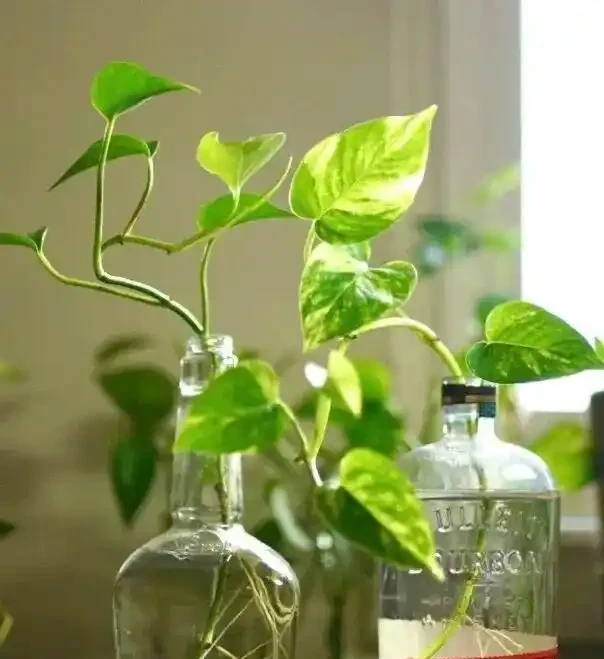 廁所養上5種花,臭味異味吸光光,衛生間也乾淨漂亮