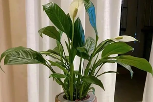 廁所養上5種花，臭味異味吸光光，衛生間也乾淨漂亮