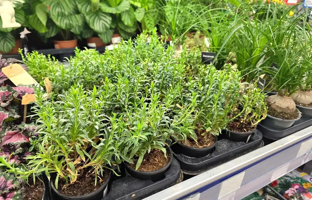 苦水玫瑰總蔫?90%的人澆水就錯,3招救活