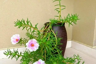這3種花只要做對一件事，就能365天不斷開花！