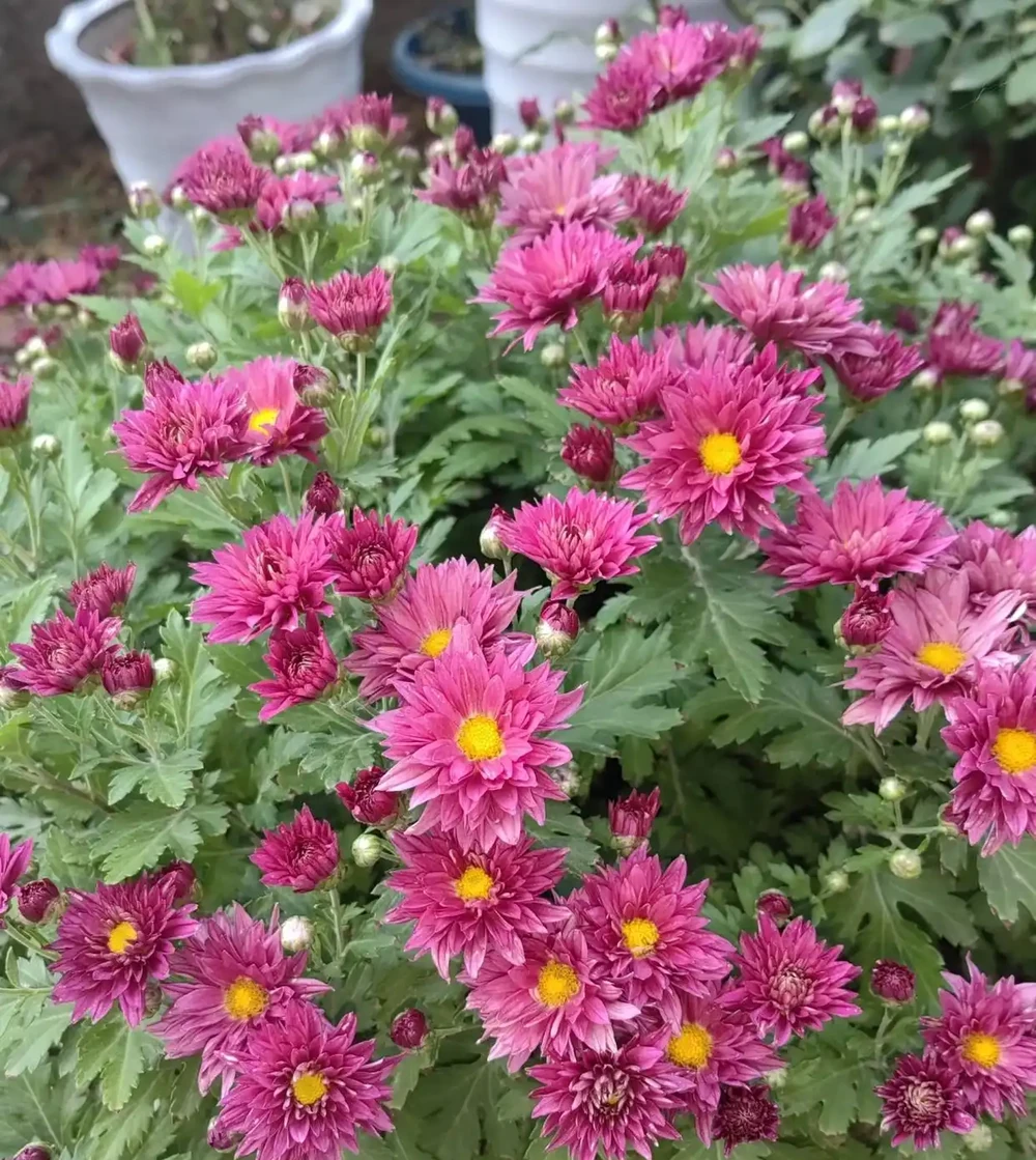夏天逛花市遇見這10種花,別猶豫趕緊買!好養活還天天爆花