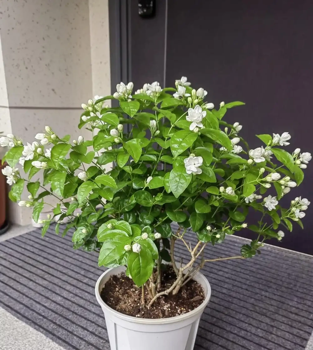 夏天逛花市遇見這10種花,別猶豫趕緊買!好養活還天天爆花