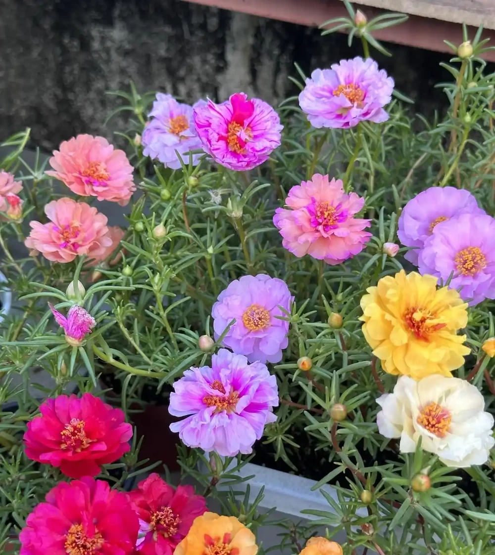 夏天逛花市遇見這10種花,別猶豫趕緊買!好養活還天天爆花