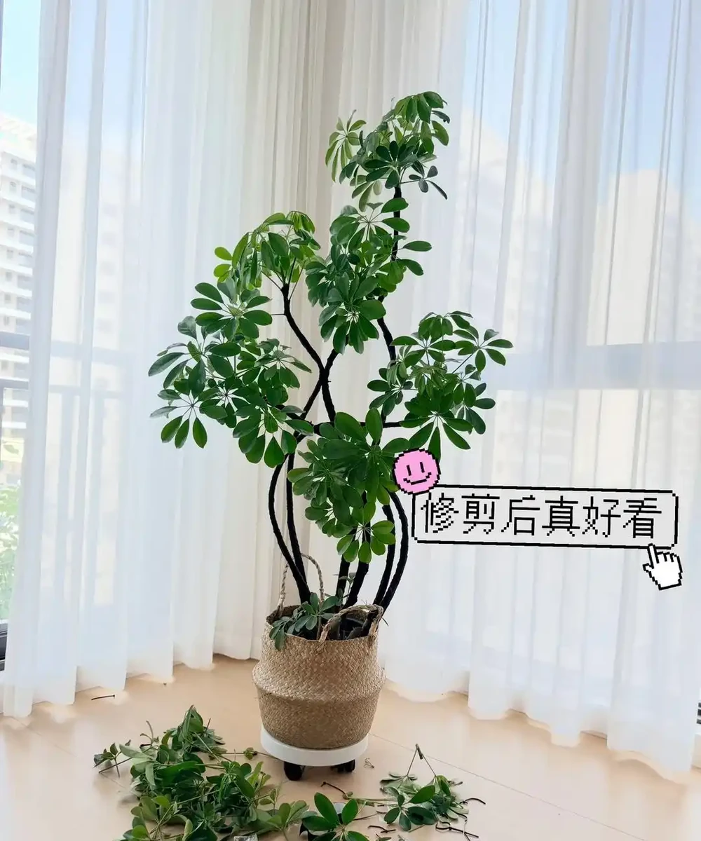 想把鴨腳木養滿盆？記住「剪狠、通風」，長成客廳大樹