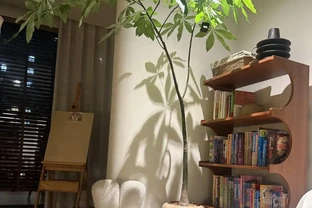 千萬別買這些綠植！我養死了5盆才明白，有些『招財樹』其實是『送財樹』