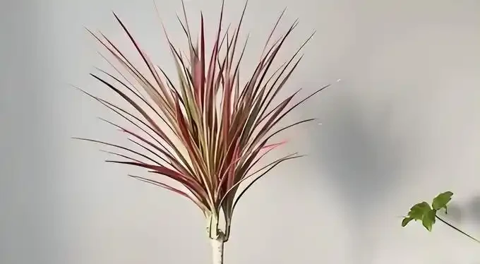 幾塊錢一盆!這10種新手愛慘的寶藏植物,養不死還能增值,顏值超線上