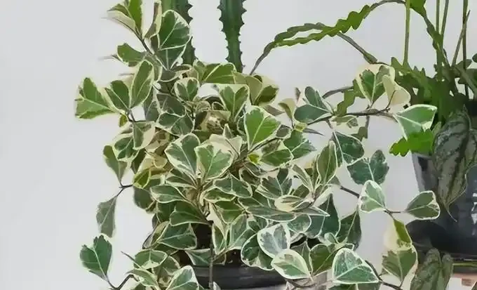 幾塊錢一盆!這10種新手愛慘的寶藏植物,養不死還能增值,顏值超線上