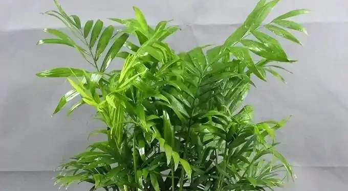 幾塊錢一盆!這10種新手愛慘的寶藏植物,養不死還能增值,顏值超線上