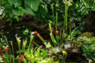 幾塊錢一盆！這10種新手愛慘的寶藏植物，養不死還能增值，顏值超線上