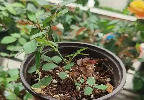 插枝玫瑰「十插九死」?避開這8個坑,成活率從10%飆升到95%