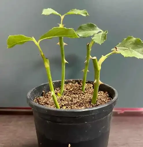 插枝玫瑰「十插九死」?避開這8個坑,成活率從10%飆升到95%