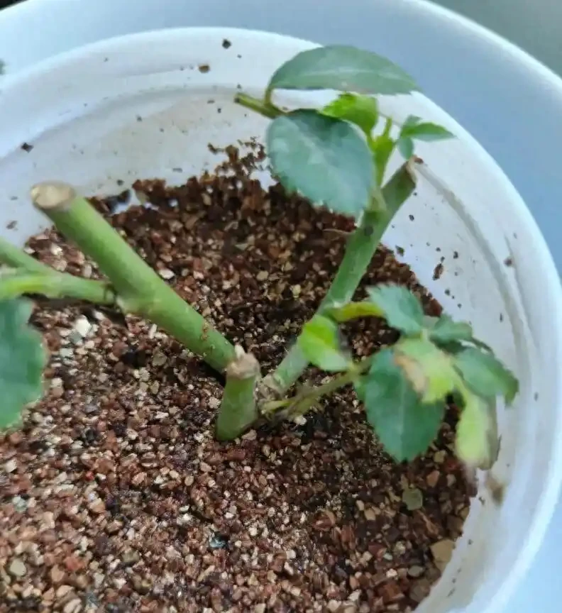 插枝玫瑰「十插九死」?避開這8個坑,成活率從10%飆升到95%