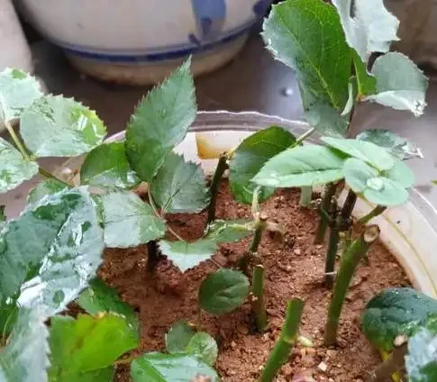 插枝玫瑰「十插九死」?避開這8個坑,成活率從10%飆升到95%