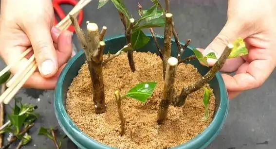 插枝玫瑰「十插九死」?避開這8個坑,成活率從10%飆升到95%