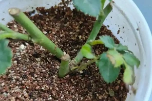 插枝玫瑰「十插九死」？避開這8個坑，成活率從10%飆升到95%