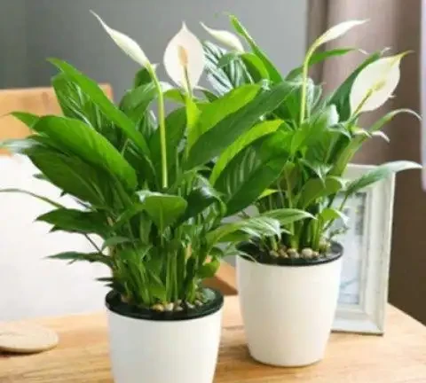 10大最好養的綠植:植物「殺手」必看!兩週澆一次水照樣綠油油
