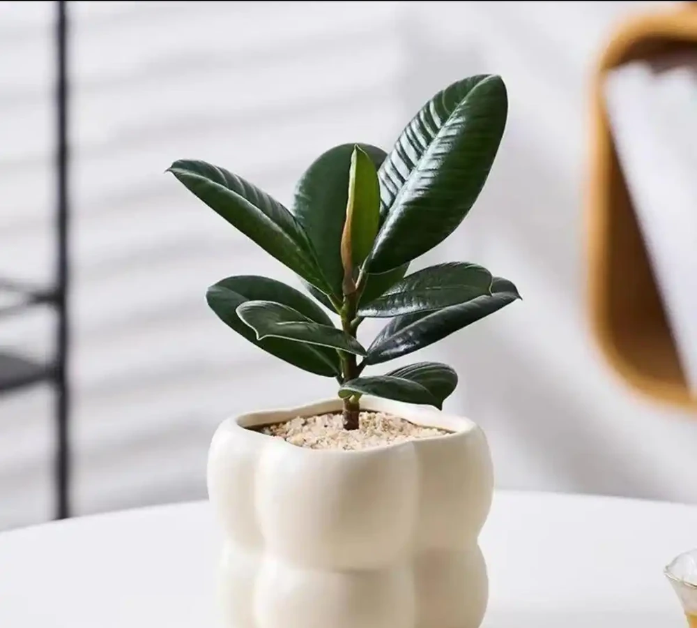 10大最好養的綠植:植物「殺手」必看!兩週澆一次水照樣綠油油