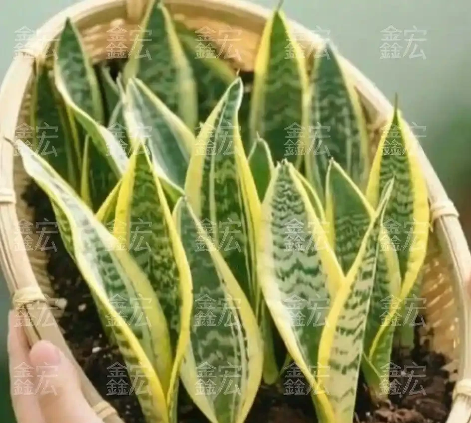 10大最好養的綠植:植物「殺手」必看!兩週澆一次水照樣綠油油