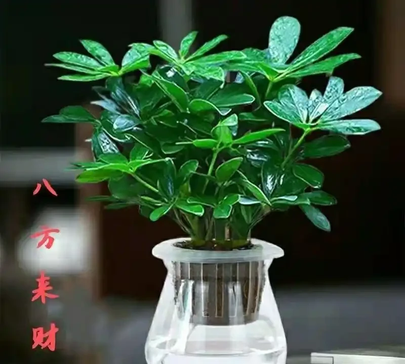10大最好養的綠植:植物「殺手」必看!兩週澆一次水照樣綠油油