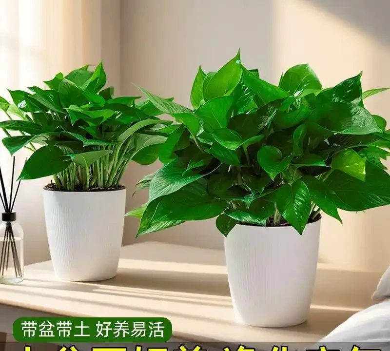 10大最好養的綠植:植物「殺手」必看!兩週澆一次水照樣綠油油