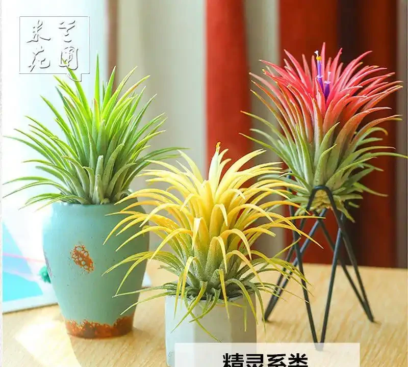 10大最好養的綠植:植物「殺手」必看!兩週澆一次水照樣綠油油