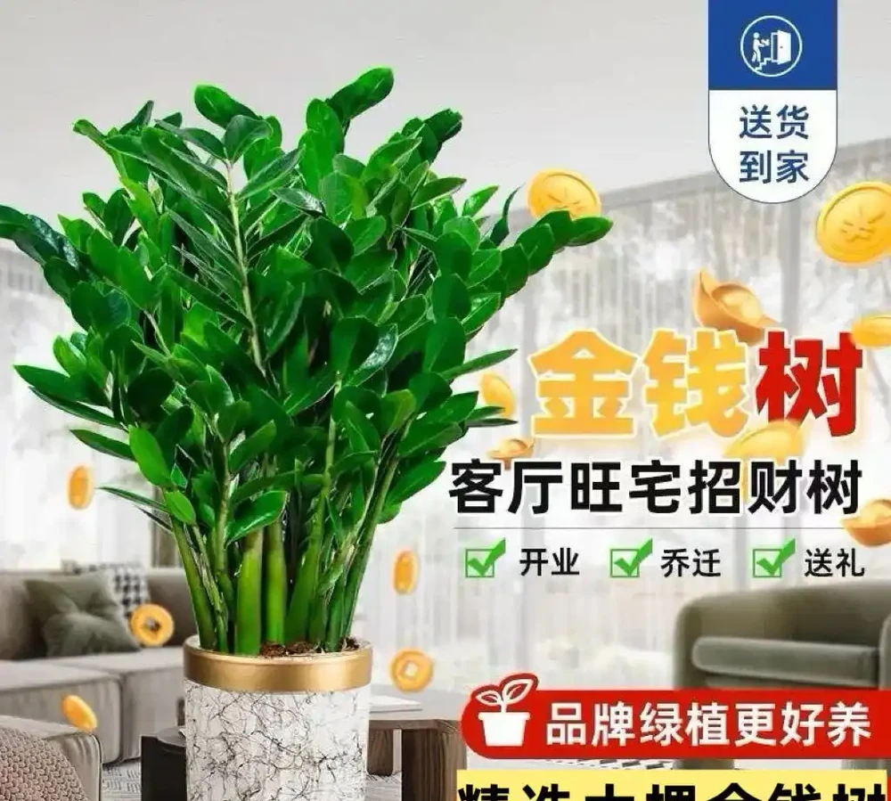 10大最好養的綠植:植物「殺手」必看!兩週澆一次水照樣綠油油