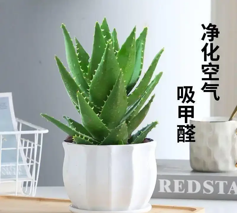 10大最好養的綠植:植物「殺手」必看!兩週澆一次水照樣綠油油