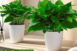 10大最好養的綠植：植物「殺手」必看！兩週澆一次水照樣綠油油