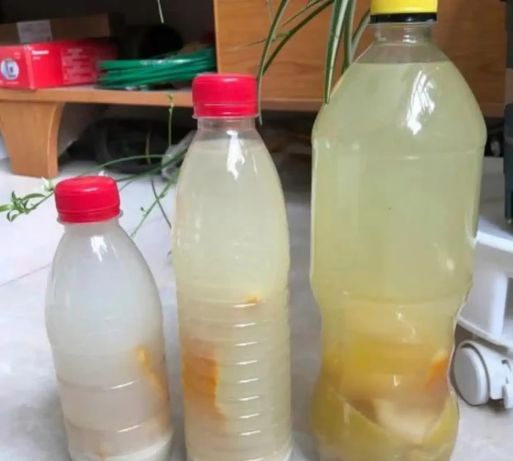 龜背芋養護有技巧,巧用家裡2種「營養液」,葉片油亮長勢旺盛