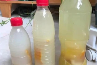 龜背芋養護有技巧，巧用家裡2種「營養液」，葉片油亮長勢旺盛