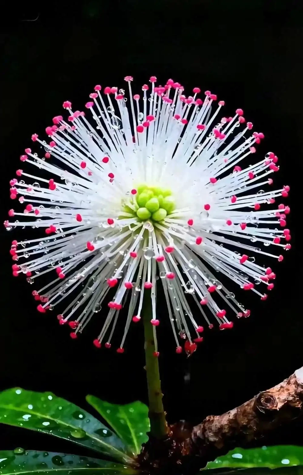 養了10年發財樹都沒開過花？問題出在這3個細節上