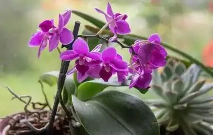 別被花店老闆忽悠了!買蝴蝶蘭只看「根色」和「花苞」,這6條鐵律幫你省下一年買花錢