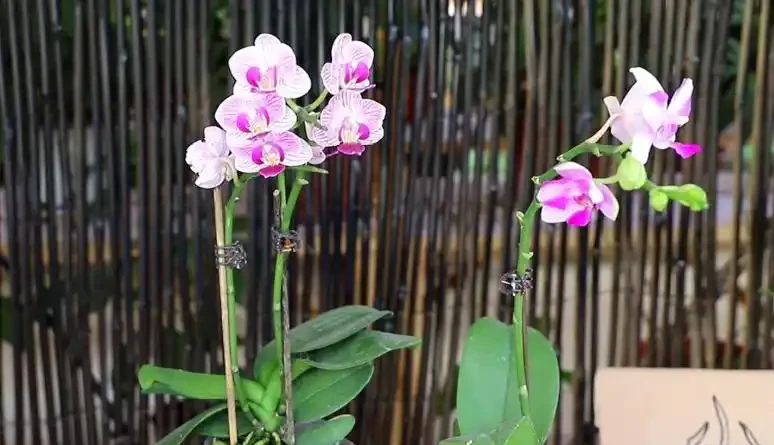 別被花店老闆忽悠了!買蝴蝶蘭只看「根色」和「花苞」,這6條鐵律幫你省下一年買花錢