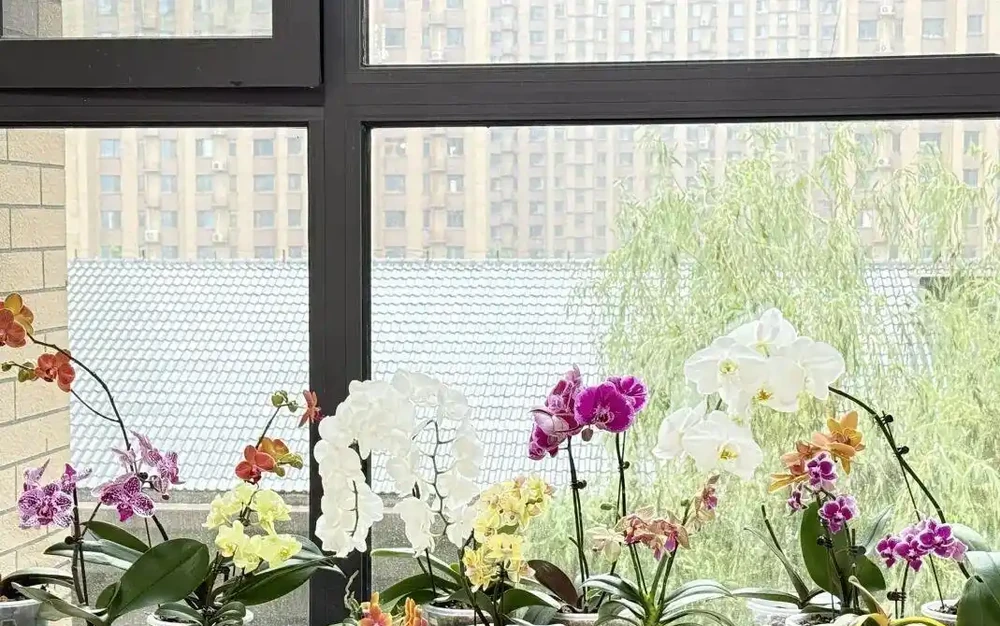 別被花店老闆忽悠了!買蝴蝶蘭只看「根色」和「花苞」,這6條鐵律幫你省下一年買花錢