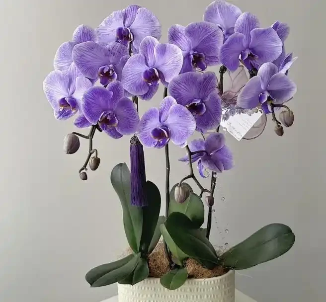 別被花店老闆忽悠了!買蝴蝶蘭只看「根色」和「花苞」,這6條鐵律幫你省下一年買花錢