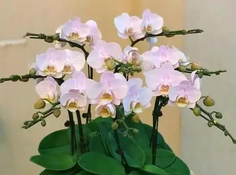 別被花店老闆忽悠了!買蝴蝶蘭只看「根色」和「花苞」,這6條鐵律幫你省下一年買花錢