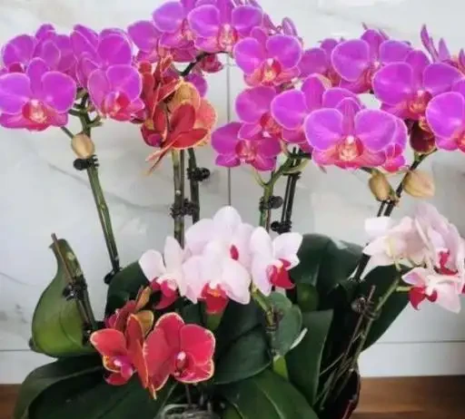 別被花店老闆忽悠了!買蝴蝶蘭只看「根色」和「花苞」,這6條鐵律幫你省下一年買花錢