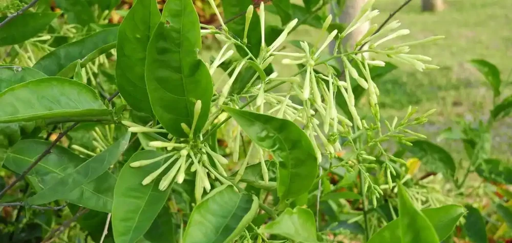 中國公認「最香」的10大名花,一朵花香滿整個山頭!你家有幾種?